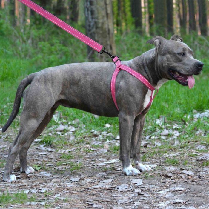 Шлея ACTIVE нейлонова зі світловідбиванням рожева 16мм Обхват Груди 40-53см