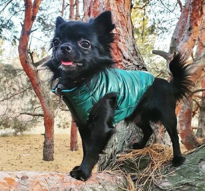 Лісабон жилет для собак Dog Love двосторонній синій темно-зелений XXS