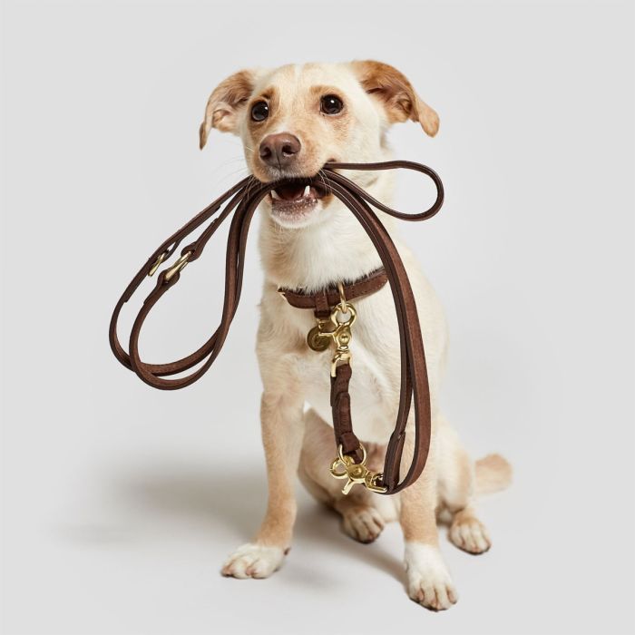 Нашийник для собак Cloud7 Tiergarten Коричневий L