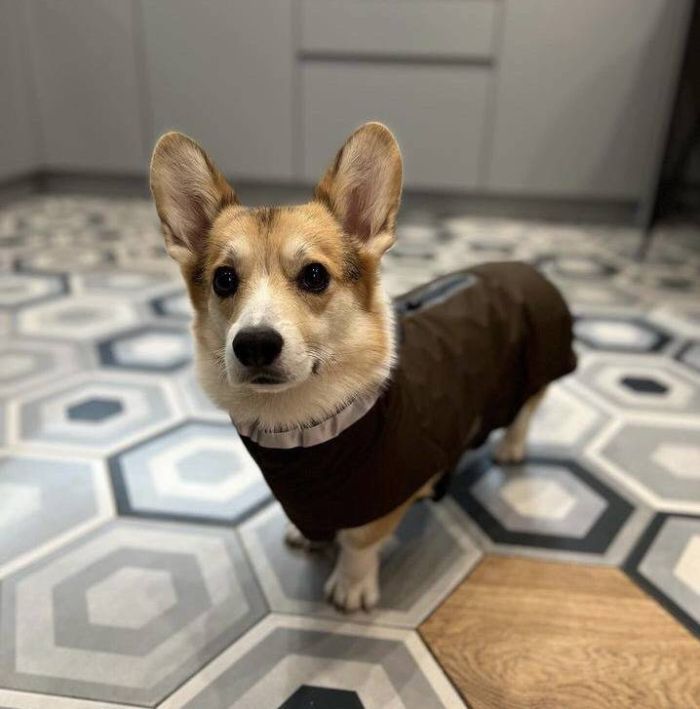 Попона дощовик для собак Wolters Modern Classic 40 см Коричневий