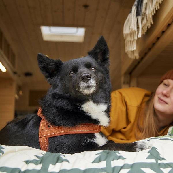 Пом'якшена шлея для собак Hurtta Casual harness ECO 45-55 Коричневий