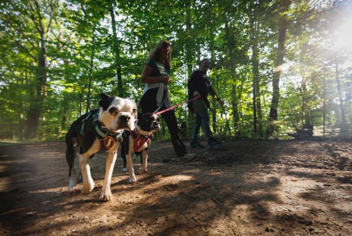 Полегшена шлейка для собак Ruffwear Hi & Light™ S 56-69 см Сірий