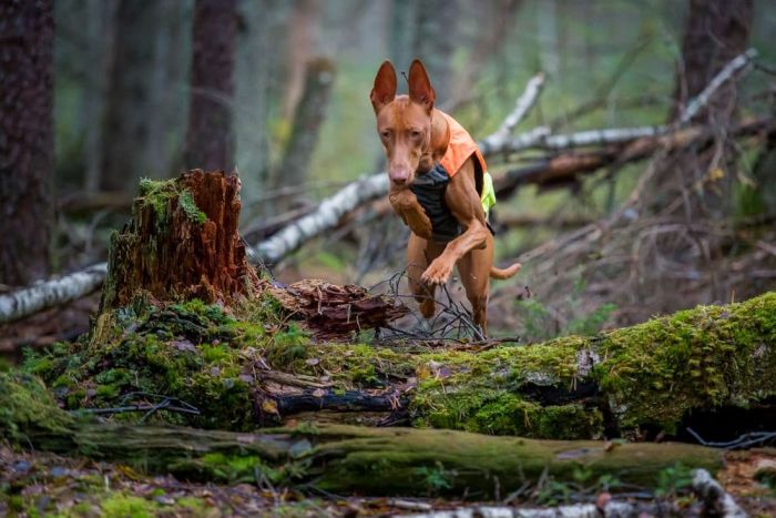 Світловідбивний жилет Protector vest Non-stop dogwear Помаранчевий M