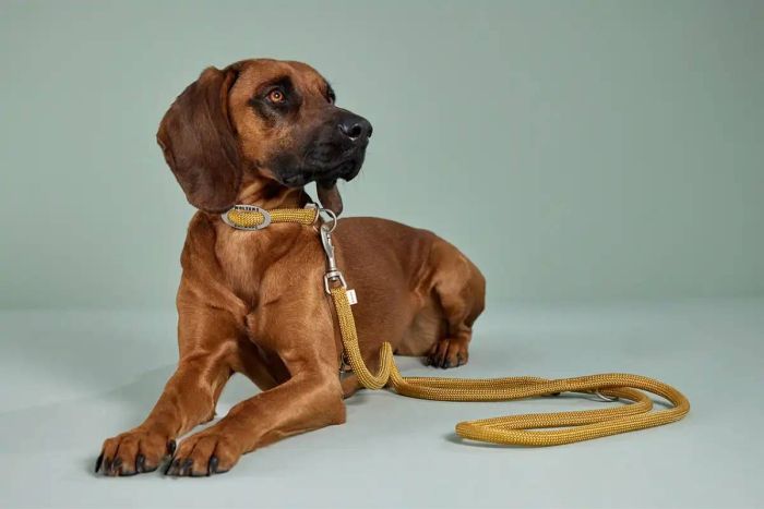 Нашийник канат для собак Wolters K2-Rope Programme 50 см / 13 мм Жовтий