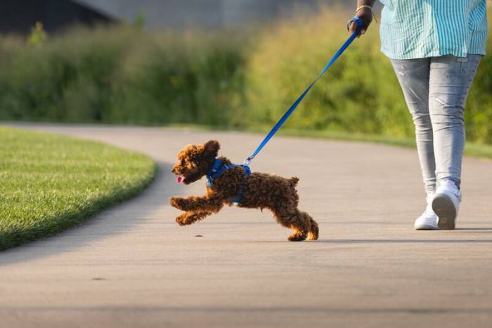 Повсякденна шлейка для собак Ruffwear Front Range® L/XL 81-107 см Синій