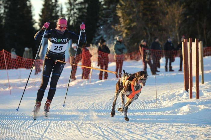 Пояс для прив'язі собак Løype belt pro Non-stop dogwear Чорний L