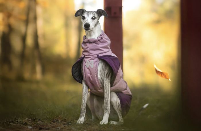 Тепла зимова куртка для собак Glacier jacket 3.0 Non-stop dogwear Фіолетовий 33