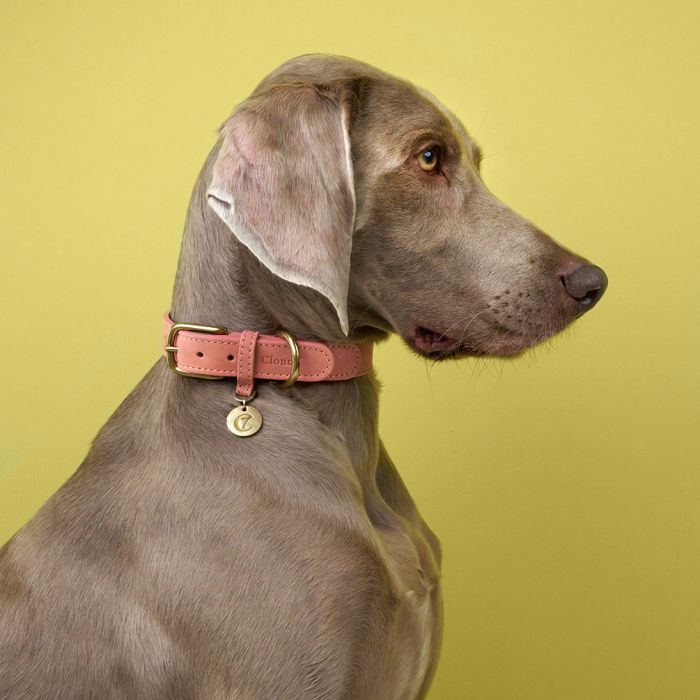 Нашийник для собак Cloud7 Tiergarten Персиковий XL