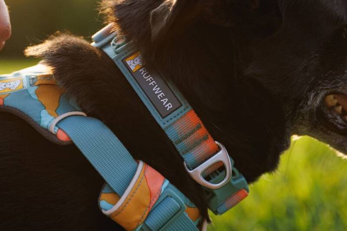 Повсякденний нашийник для собак Ruffwear Front Range™ 28-36 см Оранжево-сірий
