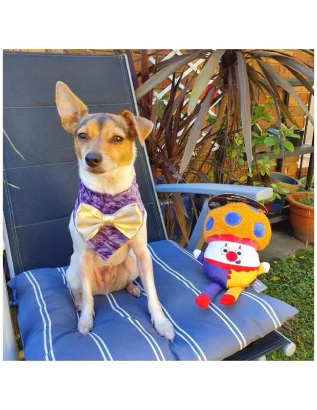 М'яка іграшка для собак FuzzYard Клоун-грибочок