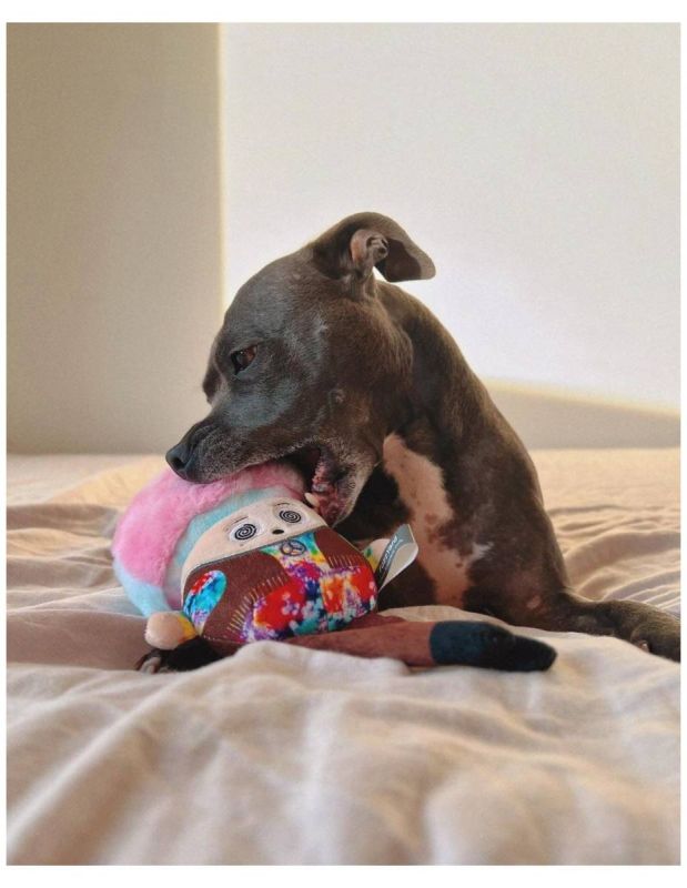 М'яка іграшка для собак FuzzYard Райдужний грибочок