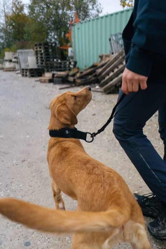 Повідець для собак Security leash Non-stop dogwear Чорний