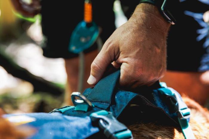 Легка шлейка для собак Ruffwear Flagline™ L/XL 81-107 см Сірий