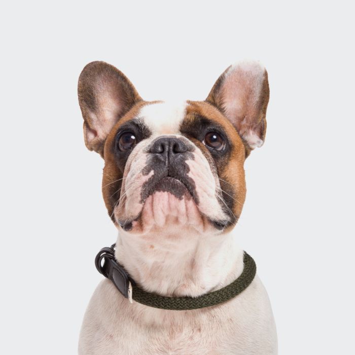 Нашийник для собак Cloud7 Mauerpark Оливковий S