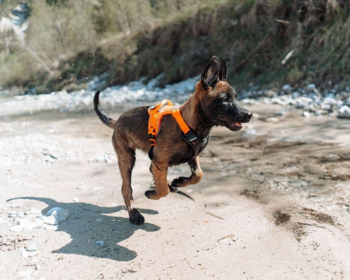 Шлейка для собак Ramble harness Non-stop dogwear Чорний/Помаранчевий XL