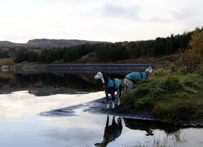 Флісовий пуловер для собак Non-stop dogwear Trail Quest Fleece Pullover Бірюзовий 60