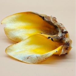 Вухо яловиче кальциноване-ласощі для собак Ласощі вухо яловиче кальциноване