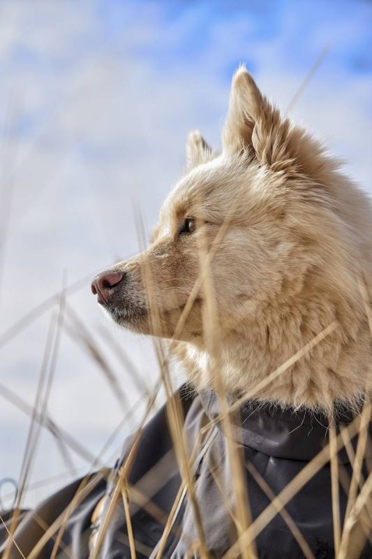 Дощовик для собак Hurtta Mudventure Coat ECO 60 Сірий