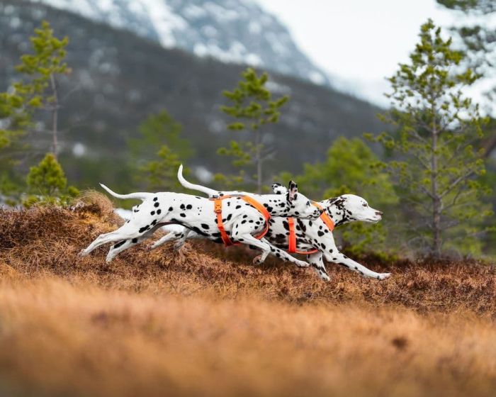 Шлейка для собак Line harness 5.0 Non-stop dogwear Помаранчевий 2