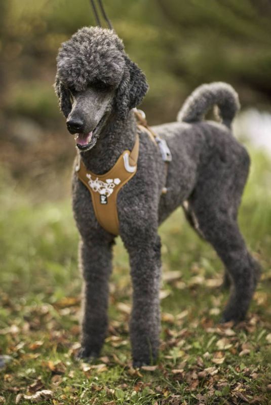 Шлейка для собак пом'якшена Hurtta Weekend Warrior 40-45 см Бежевий