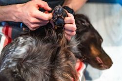 Мазь для догляду за лапами собак Paw care Non-stop dogwear 100 мл