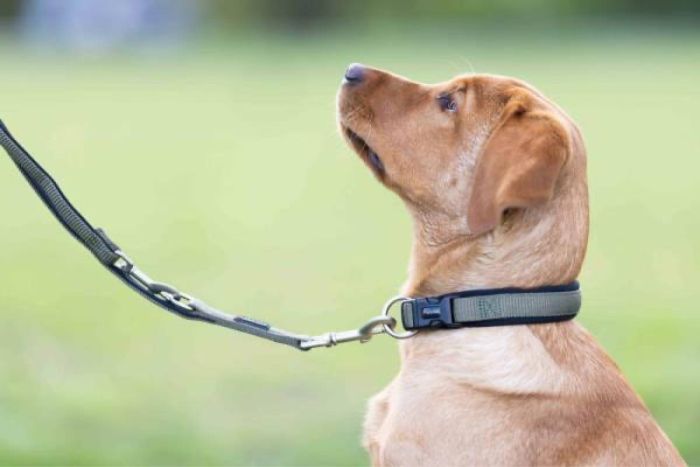 Нашийник для собак пом'якшений Wolters Professional Comfort 8 60-65 см / 35 мм Оливковий