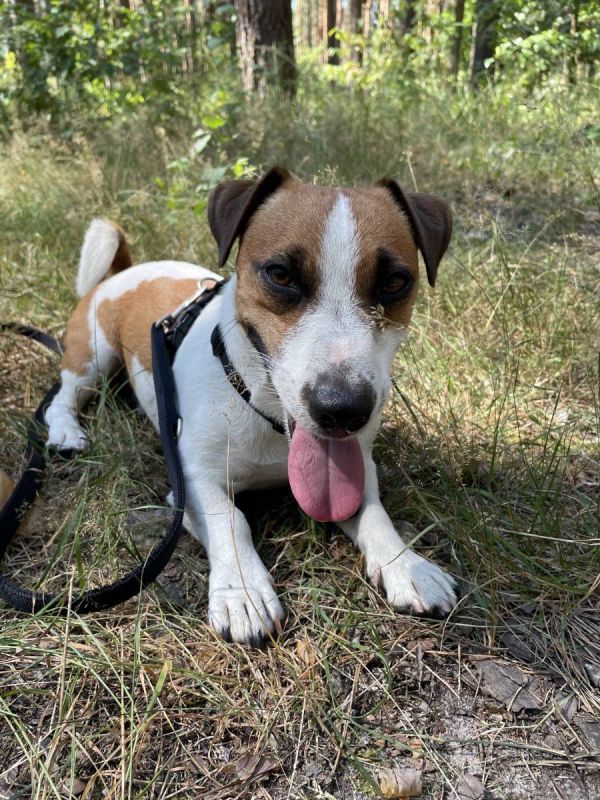 Повідець перестібка з нейлону Wolters Professional M 3 м / 15 мм Чорний