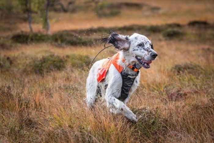 Світловідбивний жилет Protector vest Non-stop dogwear Помаранчевий 2XS