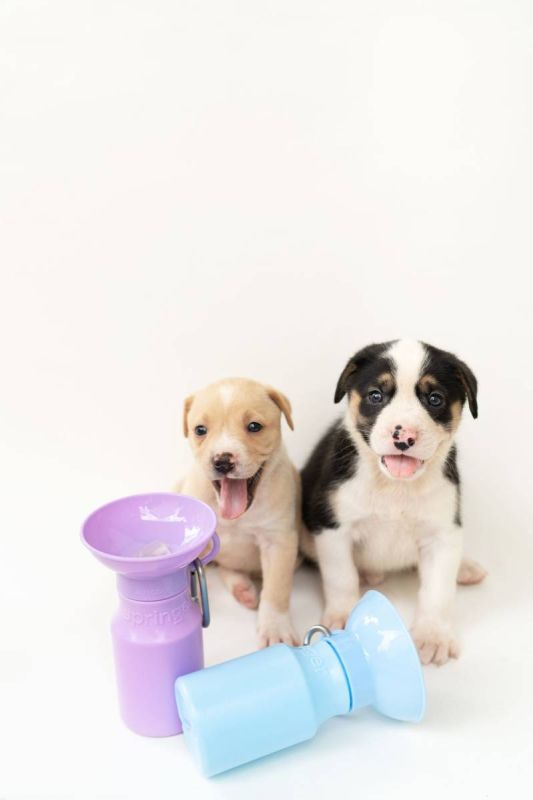Пляшка-поїлка для собак Springland Ліловий 450 мл