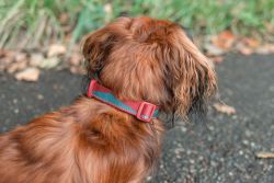 Нашийник для собак Trail quest collar Non-stop dogwear Бордовий із синім M