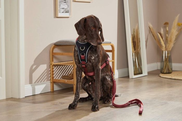 Шлейка для собак пом'якшена Wolters Professional Comfort 4 60-70 см / 30 мм Бордовий