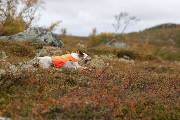 Світловідбивна накидка Protector cover Non-stop dogwear Помаранчевий M