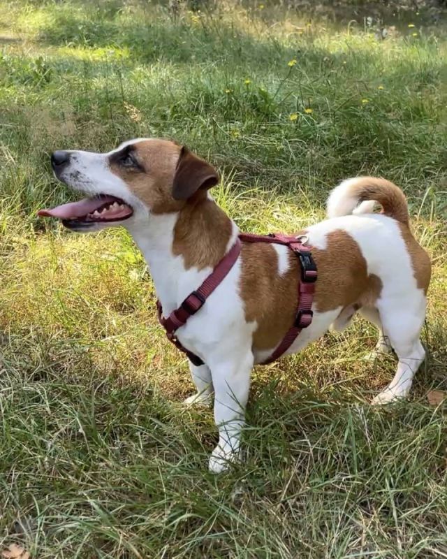 Анатомічна шлейка для собак Wolters Professional L 50-70 см / 20 мм Бордовий