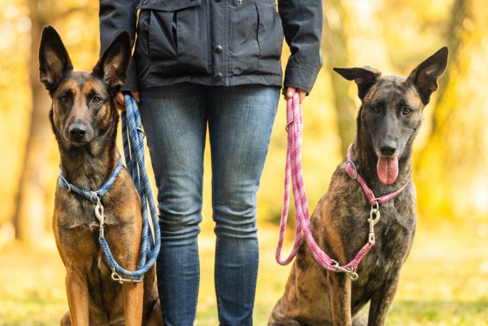 Повідець-канат для собак Wolters Everest-Rope Programme Leash extra long 3 м/9 мм Синій з блакитним