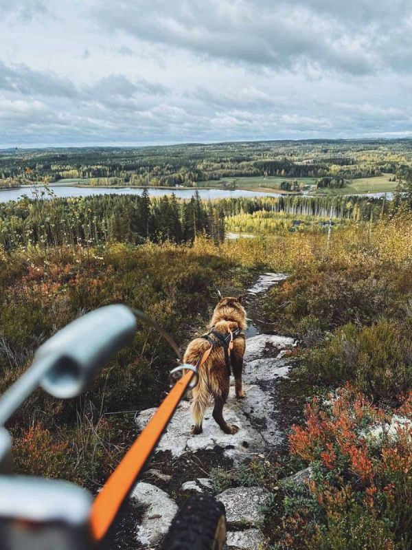 Антена для велосипеда Bike antenna Non-stop dogwear Сірий