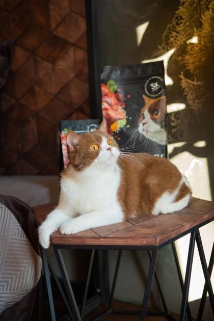 Savory Adult Cat Сухий корм для кішок з чутливим травленням зі свіжим мясом ягняти та індичкою 400 гр 