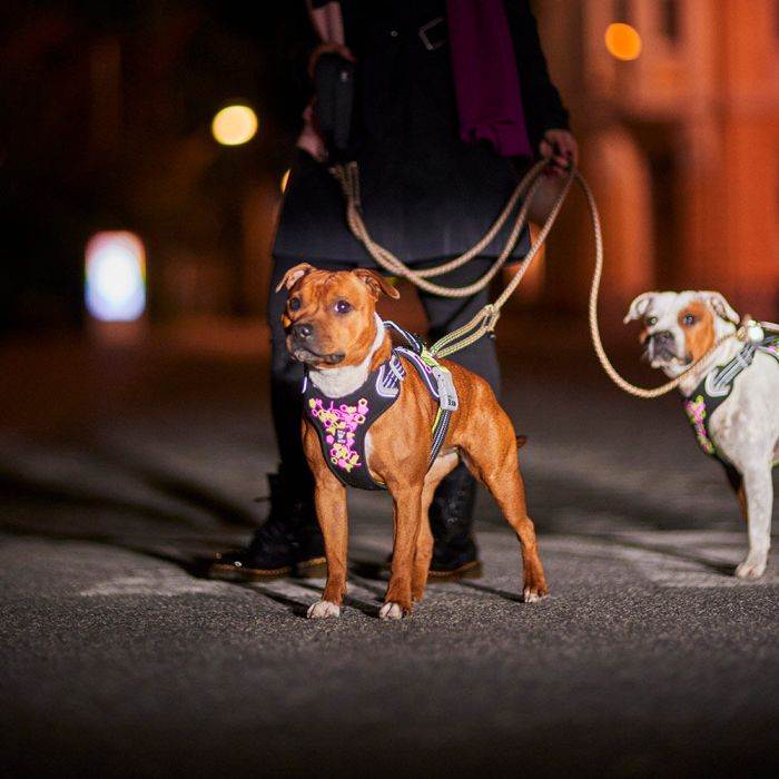 Шлейка пом'якшена для собак Hurtta Weekend Warrior Neon Harness II ECO Лакрична 45-60