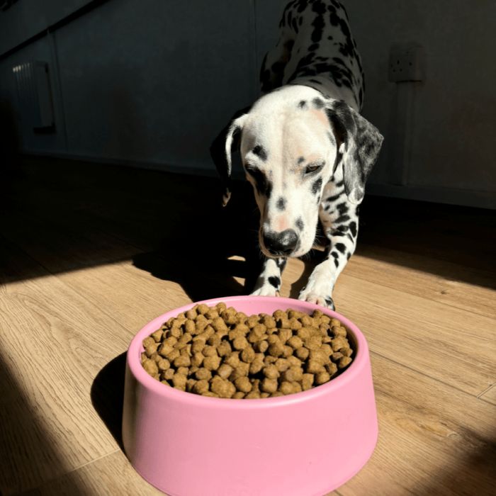 Миска зі 100% переробленого пластику для собак Beco Pets Steady Bowls Рожевий L