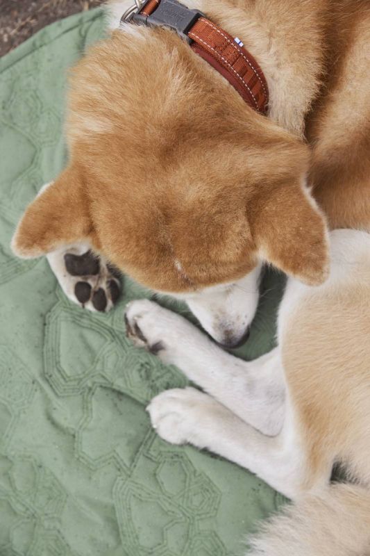 Нашийник для собак Hurtta Casual ECO 40-50 Коричневий