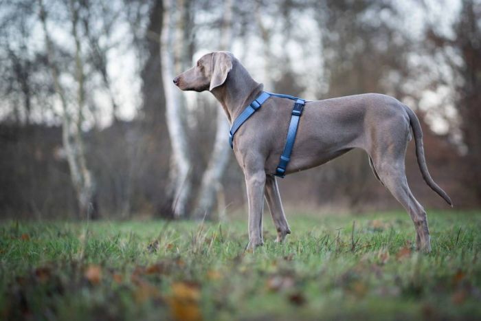 Анатомічна шлейка для собак Wolters Professional S 30-40 см / 10 мм Синій