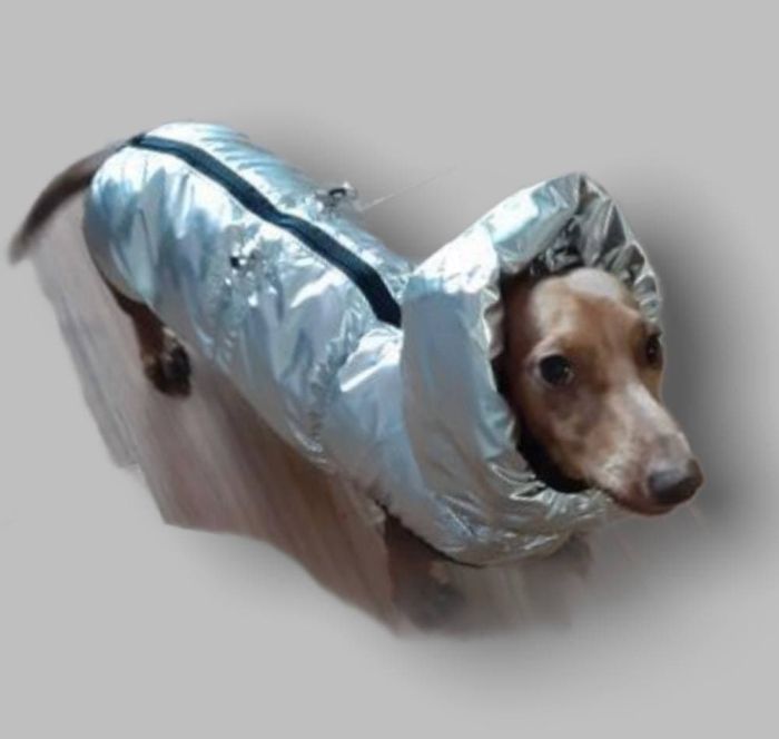 Осло жилет для собак Dog Love срібло XXS