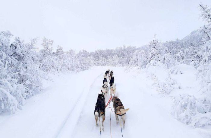 Шлейка для собак Nansen stick harness Non-stop dogwear Чорний 10