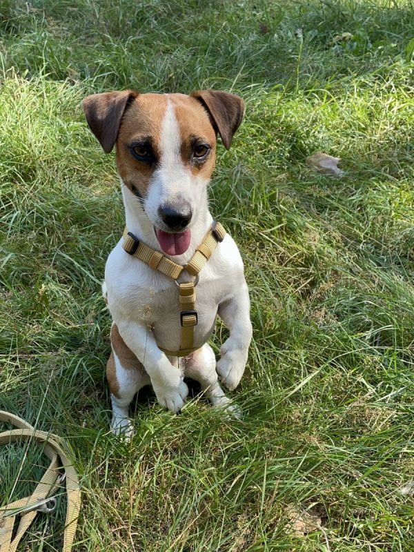 Анатомічна шлейка для собак Wolters Professional XS 25-35 см / 10 мм Жовтий