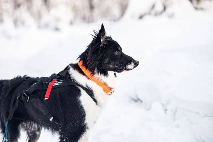 Нашийник для собак Safe Non-stop dogwear Помаранчевий 65