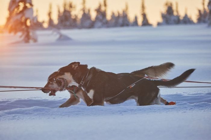 Шлейка для собак Nansen nome harness 5.0 Non-stop dogwear Чорний 9