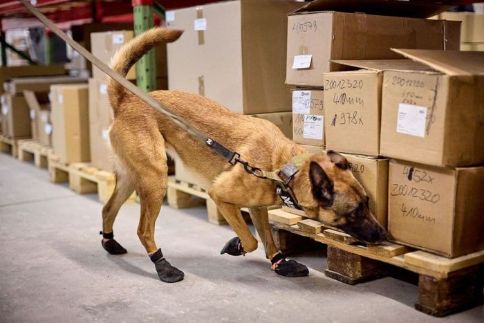 Повідець для собак Solid leash WD Non-stop dogwear Оливковий 2 м