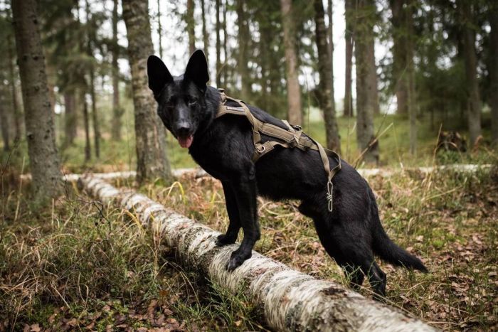 Шлейка для собак Freemotion harness defense Non-stop dogwear Зелений 7
