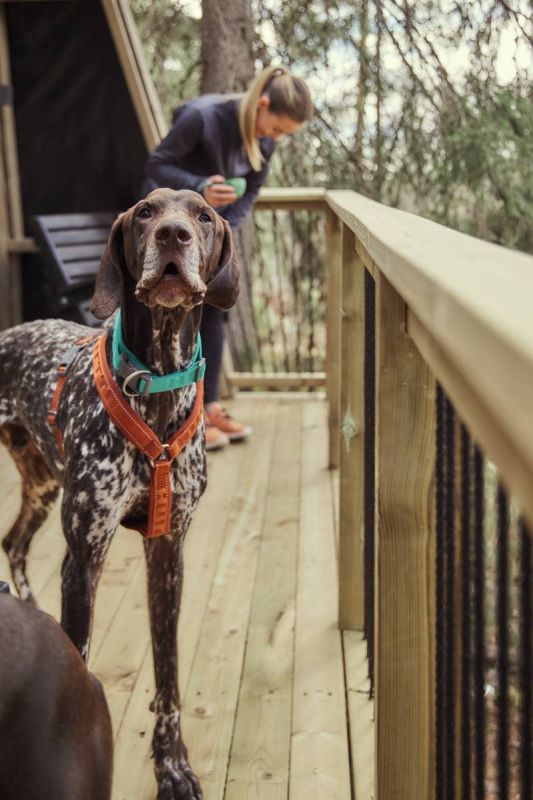 Анатомічна шлейка для собак Hurtta Casual Y-harness 60-70 Коричневий