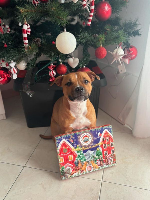 Новорічний адвент-календар для собак Cooka's Cookies