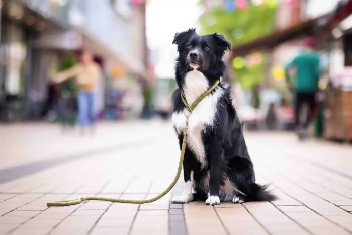 Повідець-канат перестібка вільні руки Wolters K2-Rope Programme 3 м / 13 мм Оливковий